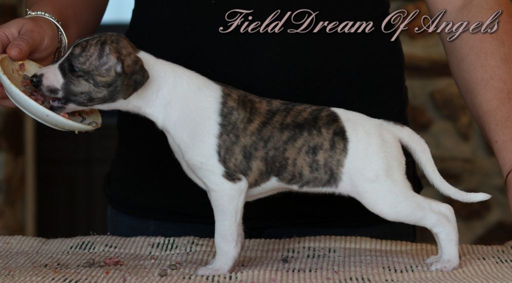 Field Dream Of Angels - Chiot disponible  - Whippet