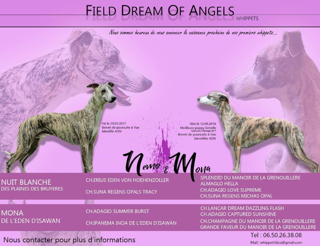 Field Dream Of Angels - Les premiers FDOA 
